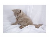 Название: IMG_3010
Фотоальбом: британцы п-ка "Soffy"
Категория: Животные
Фотограф: Светличная Н.

Просмотров: 672
Комментариев: 0