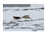 Тюлени (жители Татарского пролива) 
Фотограф: 7388PetVladVik

Просмотров: 4641
Комментариев: 0