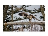 Малыш....
Фотограф: Tsygankov Yuriy

Просмотров: 617
Комментариев: 0