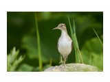 Перевозчик
Фотограф: VictorV
Common Sandpiper

Просмотров: 498
Комментариев: 0