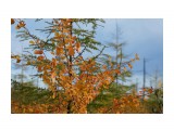 Осень в тундре
Фотограф: vikirin

Просмотров: 1060
Комментариев: 0
