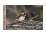 Юрок любопытный
Фотограф: VictorV

Просмотров: 478
Комментариев: 1