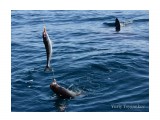 первый улов Геннадия, а за ним плавник акулы
Фотограф: Tsygankov Yuriy

Просмотров: 2116
Комментариев: 0