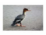 Близко подпустил
Фотограф: vikirin

Просмотров: 1859
Комментариев: 0