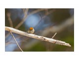 Желтоголовый королёк
Фотограф: VictorV
Goldcrest

Просмотров: 697
Комментариев: 5