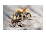 Lunch Time
Фотограф: VictorV

Просмотров: 1584
Комментариев: 1