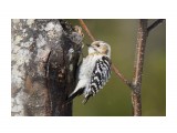 Птички 
Малый острокрылый дятел 

Просмотров: 393 
Комментариев: 1