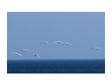 Прибытие...
Фотограф: VictorV

Просмотров: 1053
Комментариев: 0