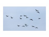 Название: о13
Фотоальбом: Весенняя фотоохота 2015 с 26 апреля
Категория: Рыбалка, охота

Время съемки/редактирования: 2015:04:26 17:00:32
Фотокамера: Canon - Canon EOS 5D Mark III
Диафрагма: f/8.0
Выдержка: 1/8000
Фокусное расстояние: 375/1



Просмотров: 2194
Комментариев: 0