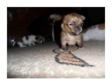 SAM_3805

Просмотров: 523
Комментариев: 