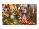 Краски осени.
Фотограф: Tsygankov Yuriy

Просмотров: 505
Комментариев: 1