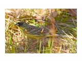 Седоголовая овсянка, самЭц
Фотограф: VictorV
Black-faced Bunting

Просмотров: 646
Комментариев: 0