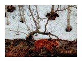 Уюновка...

Просмотров: 497
Комментариев: 0