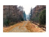 Опала хвоя лиственницы.. рыжие дороги. Лес горит все в сизом дыму
Фотограф: vikirin

Просмотров: 1795
Комментариев: 0