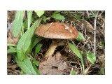 Масленок серый

Просмотров: 1106
Комментариев: 0