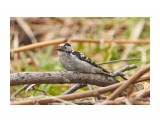 _DSC8669
Фотограф: VictorV
Grey-capped Pygmy Woodpecker

Просмотров: 376
Комментариев: 0