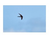 Белопоясный стриж
Фотограф: VictorV
Fork-tailed Swift

Просмотров: 641
Комментариев: 1