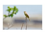 Black-browed Reed-warbler
Фотограф: VictorV
Чернобровая камышевка

Просмотров: 526
Комментариев: 1
