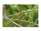 Соловей-красношейка, самка
Фотограф: VictorV
Siberian Rubythroat, female

Просмотров: 366
Комментариев: 0