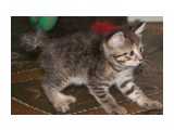 Название: Девочка
Фотоальбом: Котятки Курильского бобтейла!
Категория: Животные

Время съемки/редактирования: 2012:02:19 02:27:54
Фотокамера: Canon - Canon EOS 1100D
Диафрагма: f/4.5
Выдержка: 1/60
Фокусное расстояние: 54/1
Светочуствительность: 800


Просмотров: 455
Комментариев: 0