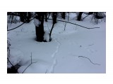 Лесная жизнь в следах
Фотограф: vikirin

Просмотров: 1367
Комментариев: 0