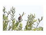 Рыжий воробей
Фотограф: VictorV
Russet Sparrow

Просмотров: 704
Комментариев: 0