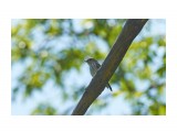 Пестрогрудая мухоловка
Фотограф: VictorV

Просмотров: 567
Комментариев: 0