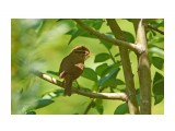 Radde's Warbler
Фотограф: VictorV
Толстоклювая пеночка

Просмотров: 572
Комментариев: 2