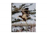 Steller’s Sea Eagle
Фотограф: Tsygankov Yuriy
Белоплечий орлан, молодой

Просмотров: 672
Комментариев: 0