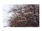 Название: На вербное
Фотоальбом: ВЕСНА...
Категория: Природа
Фотограф: vikirin

Время съемки/редактирования: 2015:04:04 15:26:06
Фотокамера: SONY - NEX-5T
Диафрагма: f/9.0
Выдержка: 1/200
Фокусное расстояние: 500/10



Просмотров: 1393
Комментариев: 0