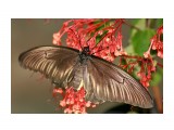 Troides oblongomaculatus

Просмотров: 614
Комментариев: 0