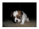 SAM_3852

Просмотров: 578
Комментариев: 