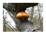 Древесный гриб (Чешуйчатка золотистая).

Просмотров: 1765
Комментариев: 0