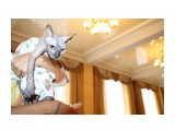 Название: IMG_5586
Фотоальбом: Выставка кошек 05.08.2012
Категория: Животные

Время съемки/редактирования: 2012:08:05 15:24:59
Фотокамера: Canon - Canon EOS 1100D
Диафрагма: f/4.0
Выдержка: 1/60
Фокусное расстояние: 22/1



Просмотров: 406
Комментариев: 0