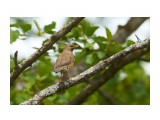 Золотистый дрозд
Фотограф: VictorV
Brown-headed Thrush

Просмотров: 380
Комментариев: 0