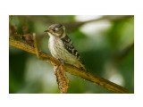 Малый острокрылый дятел
Фотограф: VictorV
Japanese Pygmy Woodpecker

Просмотров: 573
Комментариев: 1