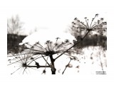 1 (9)
Фотограф: Кривошеина Елена

Просмотров: 2395
Комментариев: 0