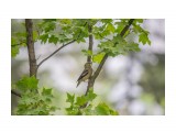 Дубонос
Фотограф: Tsygankov Yuriy

Просмотров: 381
Комментариев: 0