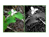 MyCollages=
Триллиум. Распространён на Камчатке, Сахалине, в Амурской области и в Японии.

Просмотров: 202
Комментариев: 0