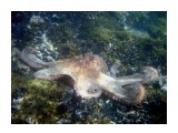 Underwater-portVendres20_135600261