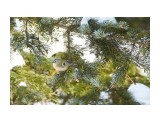 Королёк
Фотограф: VictorV

Просмотров: 553
Комментариев: 5