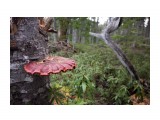 Ganoderma lucidum
Фотограф: Tsygankov Yuriy

Просмотров: 564
Комментариев: 0