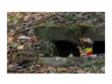 117_Команда "Чукотка" - Осенний бред

Просмотров: 2946
Комментариев: 0