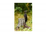 Желна
Фотограф: VictorV
Black Woodpecker

Просмотров: 1227
Комментариев: 0