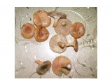 Выше грибы Млечник чахлый ниже два Рыжика еловых. 23.09.2016г.

Просмотров: 657
Комментариев: 0