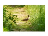 Japanese (Latham's) Snipe
Фотограф: VictorV
Японский Бекас

Просмотров: 1600
Комментариев: 0
