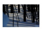 В весеннем лесу
Фотограф: vikirin

Просмотров: 954
Комментариев: 0