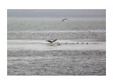 Щас подеруться.
Фотограф: vikirin

Просмотров: 2773
Комментариев: 0