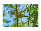 Olive-backed Pipit
Фотограф: VictorV
Пятнистый конёк

Просмотров: 385
Комментариев: 0
