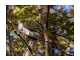 эх, охота не заладилась....
Accipiter

Просмотров: 223
Комментариев: 1